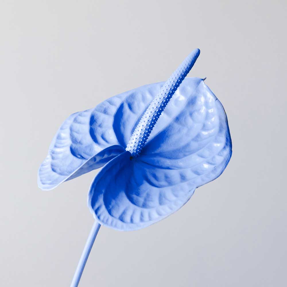 Test Product 1 - Image 1